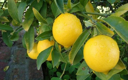 Lənkəranda 5 000 ədəd limon meyvələri oğurlanıb