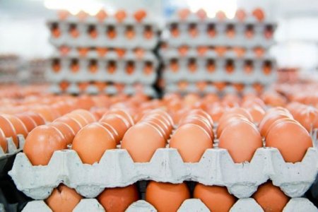 Azərbaycanda yumurta istehsalı azalıb