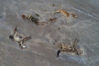 Anomal istilər Qazaxıstan çöllərini heyvanlar üçün məzarlığa çevirdi